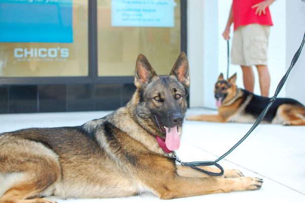 Jim Thorpe                                                                      North Carolina Dog Training