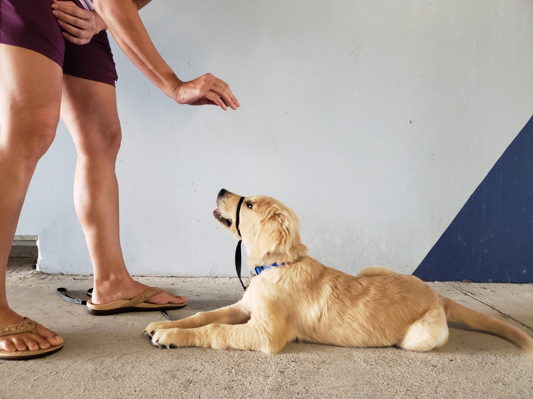 Campbell&#039;s Island Dog Training